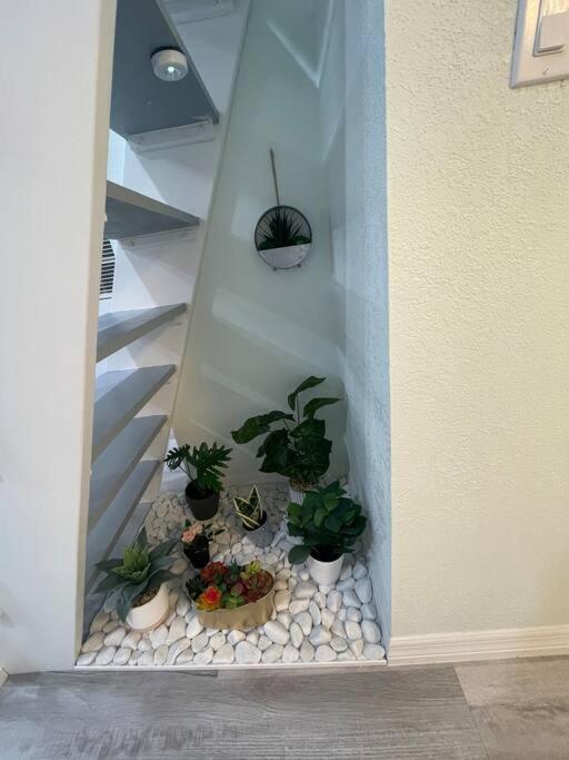 The Tiny Cottage In The Springs/ Central Fl アルタモンテ・スプリングス エクステリア 写真